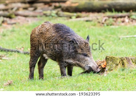 Young wild boar (Sus scrofa) in national park \'Het Aardhuis\' at the \'Hoge Veluwe\' in the Netherlands