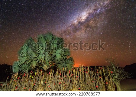 Some crown-of-christ shrubs and a palm tree with the awesome milky way behind it in Isalo, Madagascar