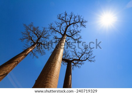 Beautiful backlit Baobab trees at the avenue of the baobabs in Madagascar