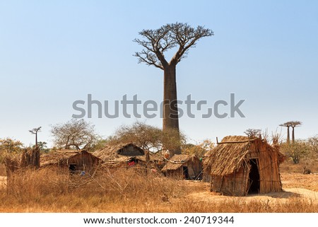 Beautiful Baobab trees and traditional houses at the avenue of the baobabs in Madagascar