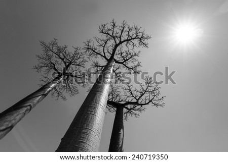 Beautiful backlit Baobab trees at the avenue of the baobabs in Madagascar