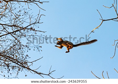 The red-fronted lemur (Eulemur rufifrons) flying through the sky in Kirindy Mitea National Park, in Madagascar