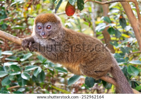 The eastern lesser bamboo lemur (Hapalemur griseus), Aka the gray bamboo lemur and the gray gentle lemur, in the Andasibe Mantadia National Park, Madagascar