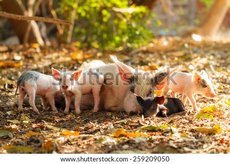 A cute pig family (sus scrofa) with piglets and a sow in the morning sun in Madagascar