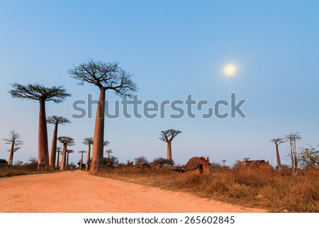 Beautiful Baobab trees and the moon after sunset at the avenue of the baobabs in Madagascar