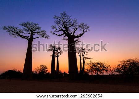 Beautiful Baobab trees after sunset at the avenue of the baobabs in Madagascar