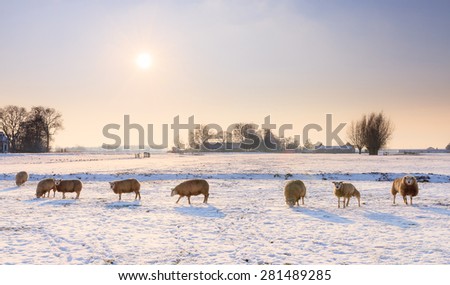 Sheep (Ovis aries) in snow white winter landscape at sunset in the Netherlands