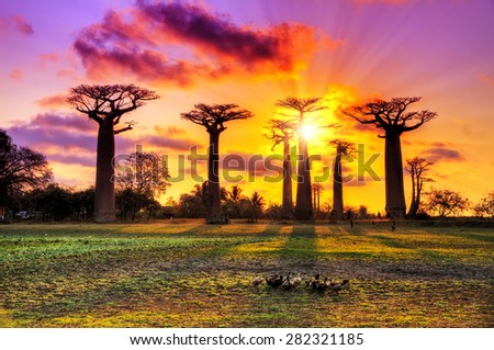 Beautiful Baobab trees at sunset at the avenue of the baobabs in Madagascar. HDR