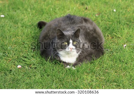 Beautiful obese cat spread out on the grass in the garden, tired and hungry after a workout
