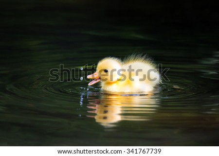 Extremely cute wild duckling (Anas platyrhynchos) in spring in the Netherlands