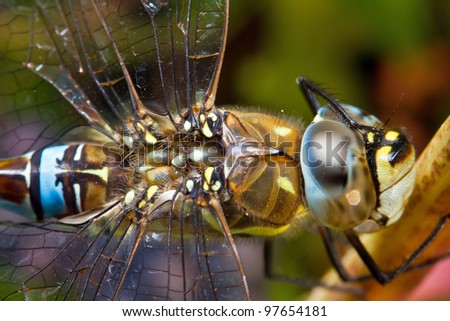 Hawker dragonfly scratching his eye