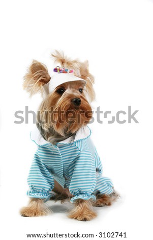 Logo Design Yorkshire on Yorkshire Terrier Fine Dog Small Youth Design Clothes Stock Photo