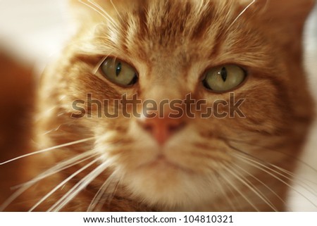 close up portrait shot of a pet cat, not really looking all cute and cuddly more like it\'s seen something it wants