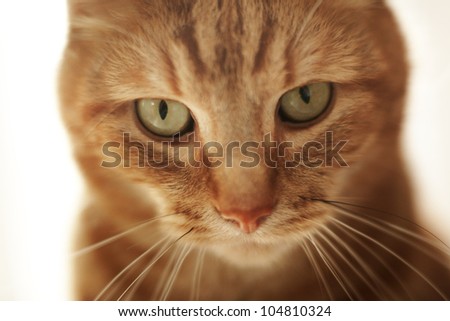 close up portrait shot of a pet cat, not really looking all cute and cuddly more like it\'s seen something it wants