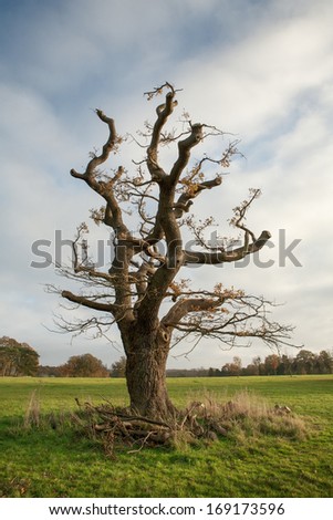 Creepy Fairytale Tree in landscape