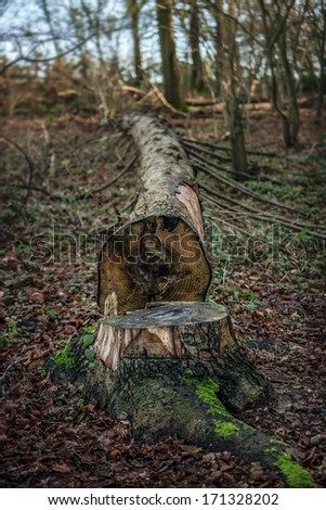 felled tree by the trunk of the tree in the woods