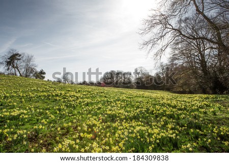 large daffodil fields woods in essex england, the first signs of spring is on it\'s way