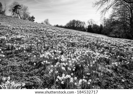 large daffodil fields woods in essex england, the first signs of spring is on it's way