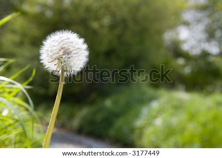 close up image of dandelion behind is green grass trees and a road all out of focus