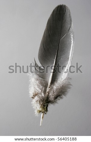 single feather all alone on white background shot in a studio
