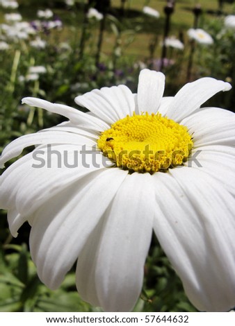 close up detail of flower in a garden