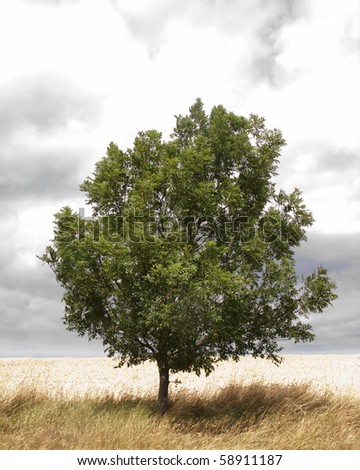 single green tree on white background ready for a cut out