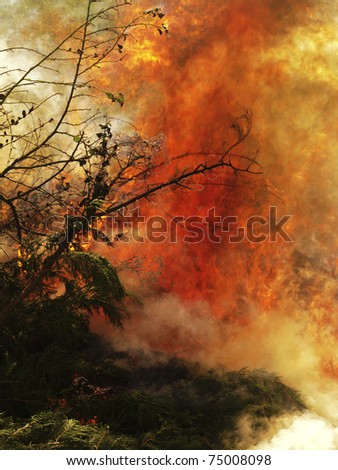 green trees from a forest on fire
