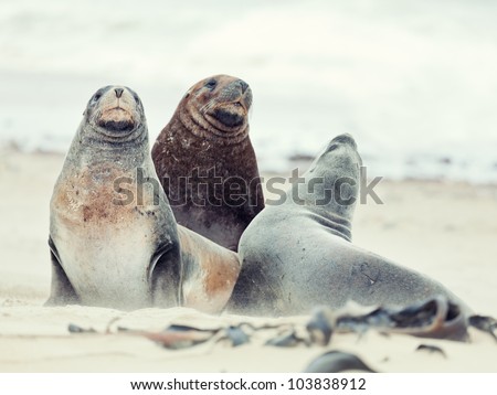 Wildlife photo of a New Zealand sea lions