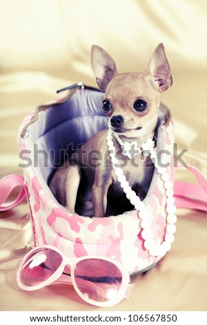 Funny Chihuahua puppy. The smallest breed of dog