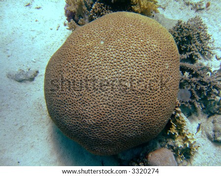 coral, round, mosaik, Sphere, red, sea, Brain, bottom, diving, underwater, butexure, reef, marine, egypt, Sand, ocean, tropical, brown, background