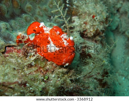 The red ugly frogfish close-up. Similan islands