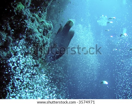 underwater. napoleon fish and bubbles. the red sea