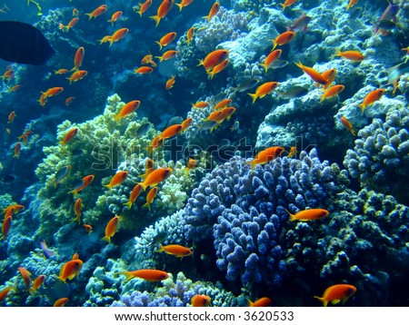 Underwater landscape with Scalefin Anthias. Red Sea