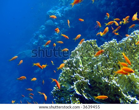 Underwater landscape with coral snd Scalefin Anthias. Red Sea