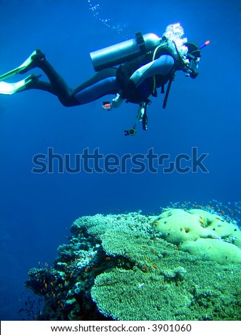diver in deep and sea coral