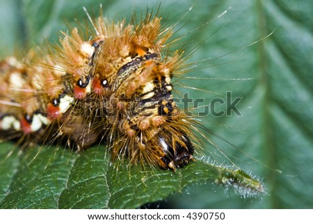 Grapevine Caterpillar