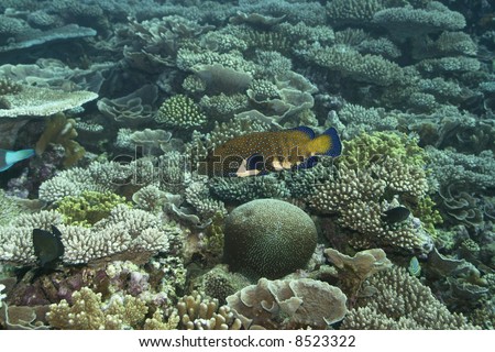 Tropical fish Grouper underwater in coral garden.  Maldives. Indian ocean. Addu atoll.