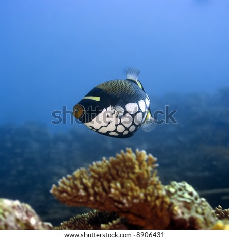stock photo : Tropical fish