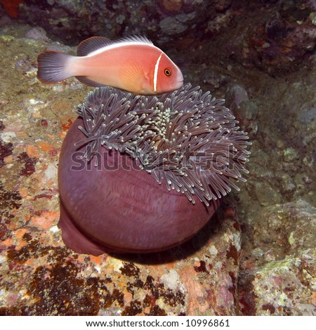 Pink clown-fish and eating Anemone. Indo-pa?ific ocean.
