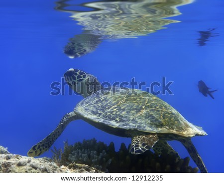 Green turtle underwater. Reflection on surface. Borneo island.