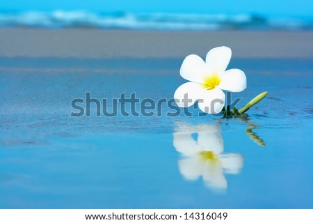 Reflection of tropical flower Plumeria