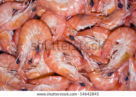 Shrimps background