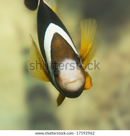 Clarkii Anemonefish