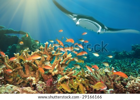 Underwater landscape with tropical fishes and manta ray. Borneo