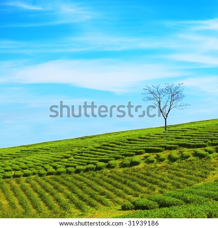 Tea plantation on central highland in Vietnam.