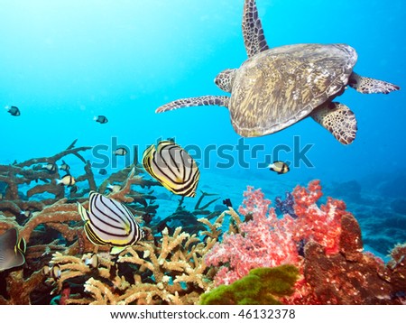 Underwater landscape with couple of  Butterflyfishes and turtle