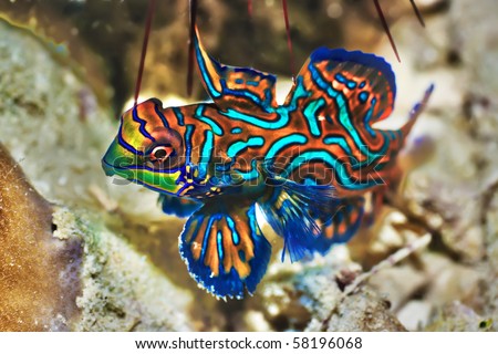 Tropical  Fish on Small Tropical Fish Mandarinfish Close Up  Sipadan  Celebes Sea Stock