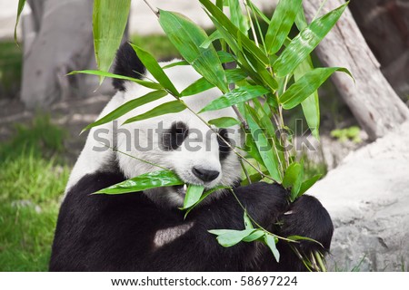 Feeding time. Giant panda eating bamboo leaf