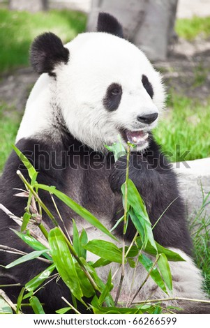 pandas eating bamboo. Giant panda eating bamboo leaf