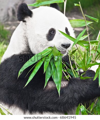 pandas eating bamboo. Giant panda eating bamboo leaf